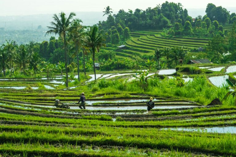 Rice Terrace
